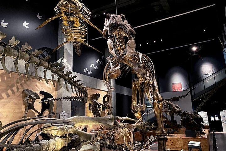 🦕 고쇼우라 공룡의 섬 박물관(고쇼우라 쿄류노시마 하쿠부츠칸) 이미지 5